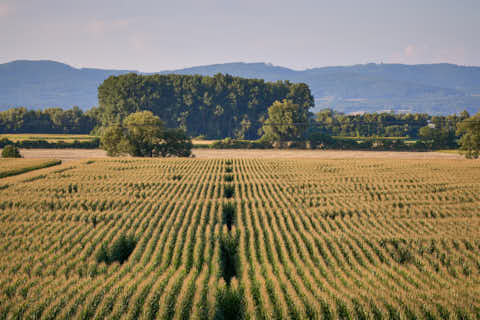 Gemeinde Atting Landkreis Straubing-Bogen Irrgarten Straubing (Dirschl Johann) Deutschland SR
